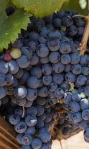 Utah Grapes and Their European Counterparts